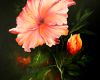 Hibiskus  #   Oel auf schwarzem Acrylgrund, Leinwand, Keilrahmen, 40x50€, versiegelt, 140,- €